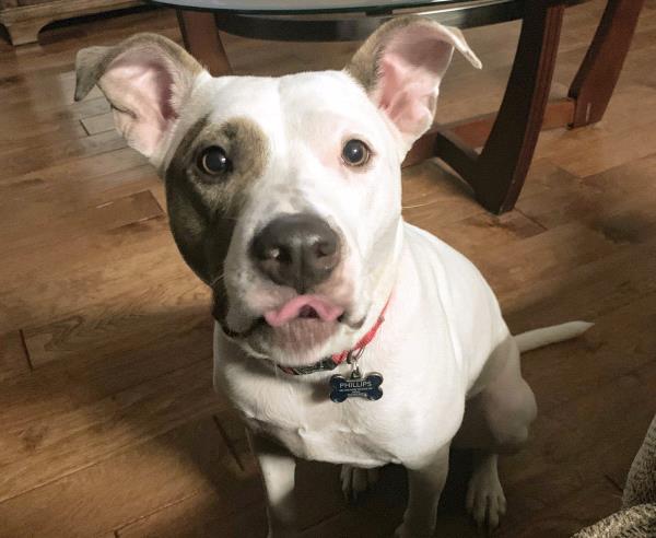 /Images/uploads/Homeward Bound Pet Rescue/HBPR_Photocontest/entries/12099thumb.jpg